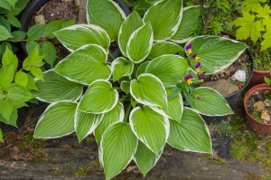 Hostas 1