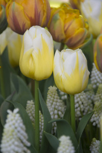 Bulbs 1