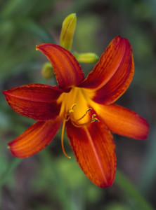 markers for daylilies