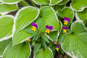 labels for hostas