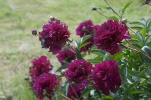 markers for peonies