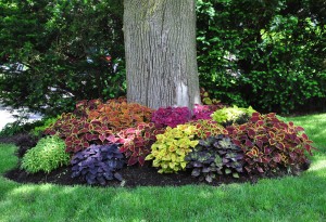 Coleus 2
