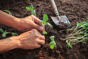 identifying native plants