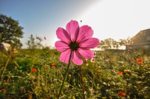 identify wildflowers