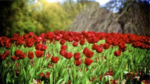 identifying flowers