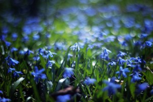 wildflower identification