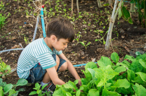 gardening tips