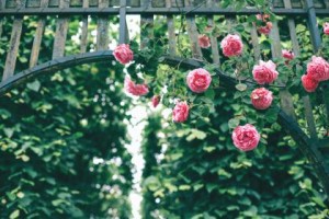 plant markers