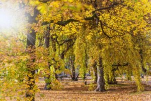 identifying trees