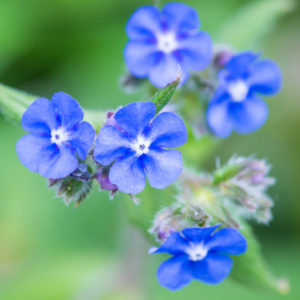 identifying flowers