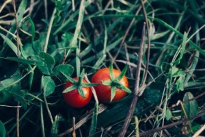 gardening at home