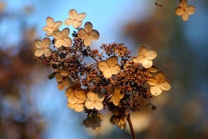 identifying flowers