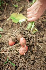 20919059 - hand pulling potato plant from soil