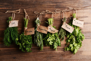 identifying herbs
