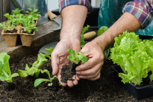 gardening at home