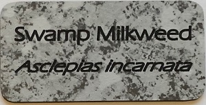 Granite-look engraved label reading Swamp Milkweed, Asclepias incarnata