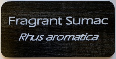 Wood-grain engraved label reading Fragrant Sumac, Rhus aromatica